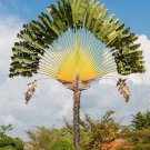 Ravenala Madagascariensis Fan Plantaintraveler Bananatravellers Tree 5 Seeds