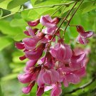 Indigofera Tinctoria Bengal Or Madras Or True Indigo 100 Seeds