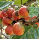 Coffea Liberica Liberian Coffee 5 Seeds