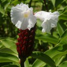 Costus Speciosus Crepe Malay Ginger Canereed 20 Seeds