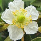 Muntingia Calabura Calabura Panama Berry Capulin Jamaican Cherry 1000 Seeds