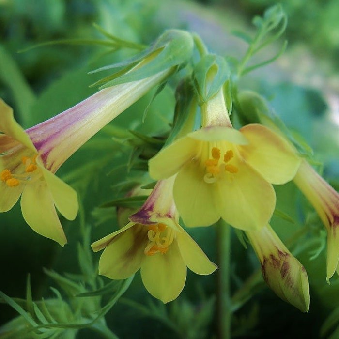 Polemonium Pauciflorum Few-Flowered Jacobs Ladder 20 Seeds