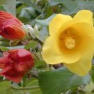 Hibiscus Tiliaceus Hau Sea Hibiscus Vau Tree Green Cottonwood 10 Seeds
