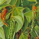 Piper Nigrum Black Pepper Corn 20 Seeds