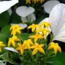 Mussaenda Roxburghii 500 Seeds