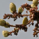 Boswellia Serrata Indian Frankincense Salai Guggal 10 Seeds