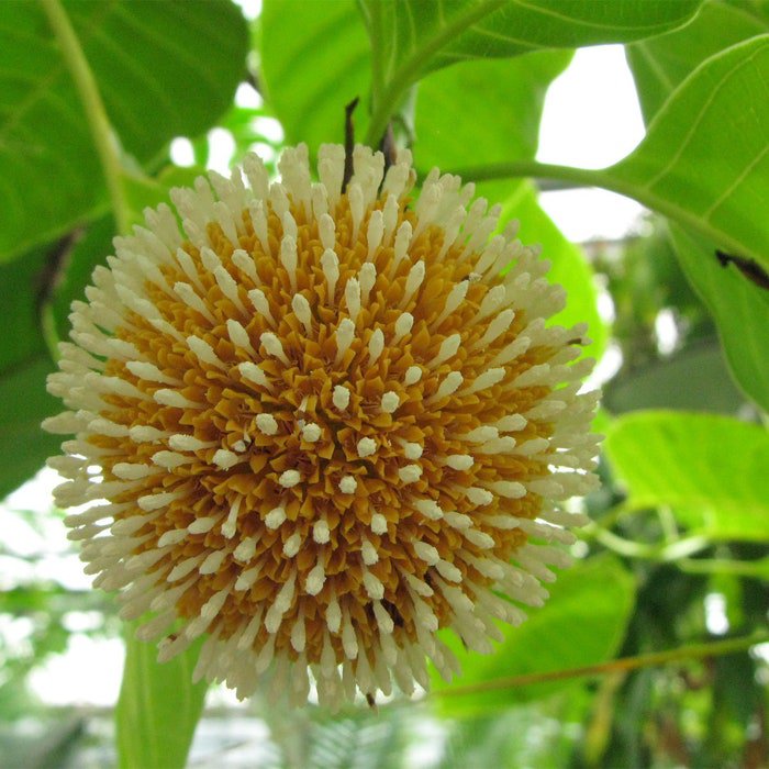 Neolamarckia Cadamba Burflower Tree Amboina Kadam 100 Seeds