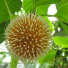 Neolamarckia Cadamba Burflower Tree Amboina Kadam 100 Seeds