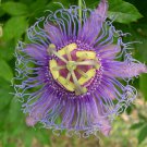 Passiflora Incarnata Apricot Vine Maypop Purple 10 Seeds