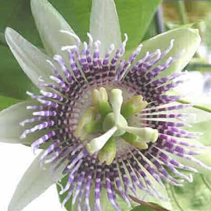 Passiflora Ligularis Sweet Granadilla Grenadia 5 Seeds