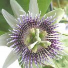 Passiflora Ligularis Sweet Granadilla Grenadia 5 Seeds