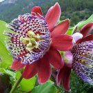 Passiflora Alata Fragrant Granadilla Winged-Stem Passion Flower 5 Seeds