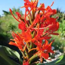 Hedychium Deceptum Rubrum Red Butterfly Ginger 5 Seeds