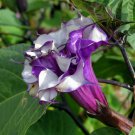 Datura Metel Purple Queen Double 10 Seeds