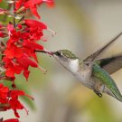 Salvia Coccinea Blood Scarlet Sage 500 Seeds