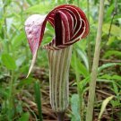 Arisaema Triphyllum Bog Onion Brown Dragon Indian Turnip 10 Seeds