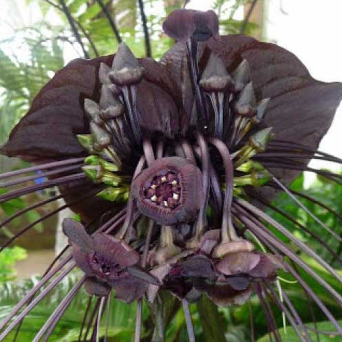 Tacca Chantrieri Bat Flower Cats Whiskers Devil Flower 20 Seeds