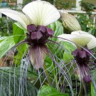Tacca Integrifolia White Bat Flower 20 Seeds