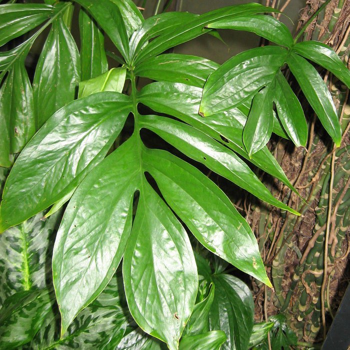 Rhaphidophora Decursiva Creeping Philodendron Shingle Plant 20 Seeds