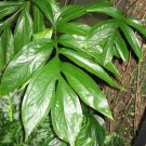 Rhaphidophora Decursiva Creeping Philodendron Shingle Plant 20 Seeds
