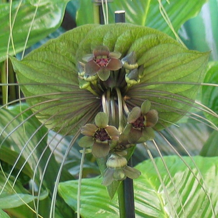 Tacca Chantrieri Green 20 Seeds