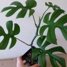 Rhaphidophora Tetrasperma Mini Monstera Ginny Philodendron 20 Seeds