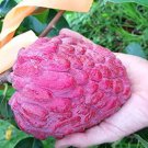 Annona Reticulata Custard Apple Wild Sweetsop Bullocks Heart 5 Seeds
