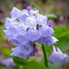 Mertensia Virginicavirginia Bluebellsvirginia Cowslip 10 Seeds