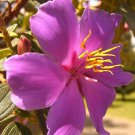 Tibouchina Lepidota Andean Princess Flower Glory Bush Lasiandra 100 Seeds