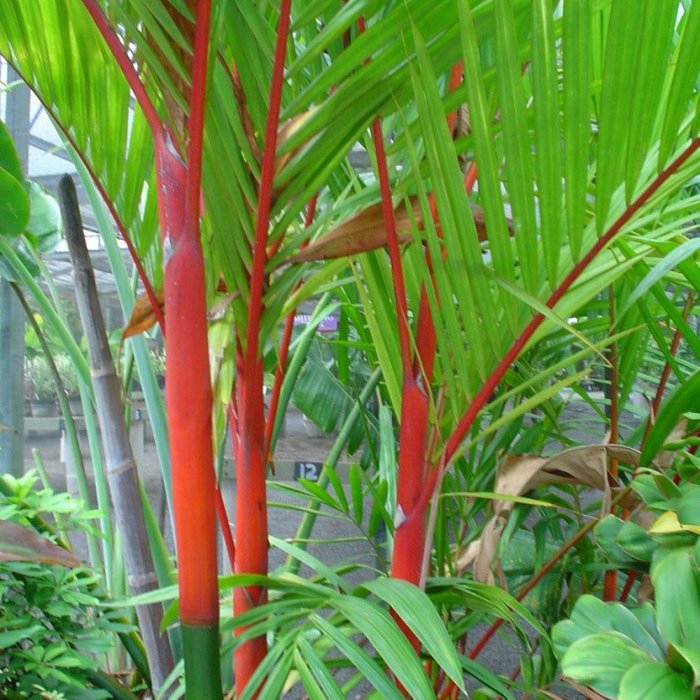 Cyrtostachys Renda Red Sealing Wax & Lipstick Palm 5 Seeds