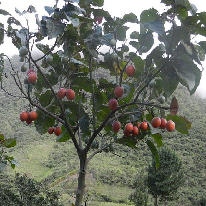 Cyphomandra Betacea Tamarillo Tree Tomato 10 Seeds