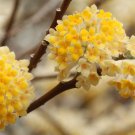 Edgeworthia Chrysantha Oriental Paperbush Mitsumata 50 Seeds