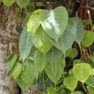 Ficus Religiosa Sacred Fig Bodhi Tree Pippala Peepul Peepal 100 Seeds