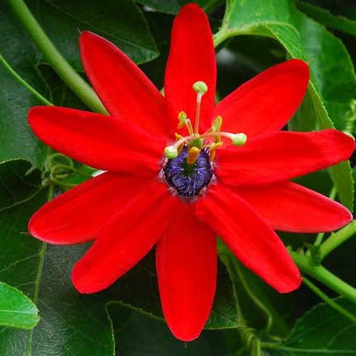 Passiflora Manicata Red Passion Flower 10 Seeds