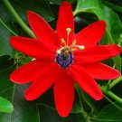 Passiflora Manicata Red Passion Flower 10 Seeds