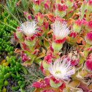 Mesembryanthemum Crystallinum Ice Plant Crystalline Iceplant 100 Seeds