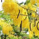 Cassia Fistula Canafistula Purging Cassia Golden Rain Tree 10 Seeds