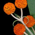 Buddleja Globosa Orange Ball Tree 100 Seeds