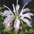 Monarda Bradburiana Eastern Bee Balm Bradburys Beebalm 20 Seeds