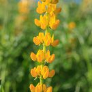 Lupinus Densiflorus Golden Lupine Aureus 10 Seeds
