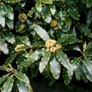 Pittosporum Eugenioides Lemonwood Tree Tarata 5 Seeds