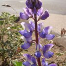 Lupinus Sparsiflorus Coulters Mojave Lupine 10 Seeds