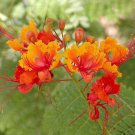 Caesalpinia Pulcherrima Pride-Of-Barbados Red Bird Of Paradise 10 Seeds