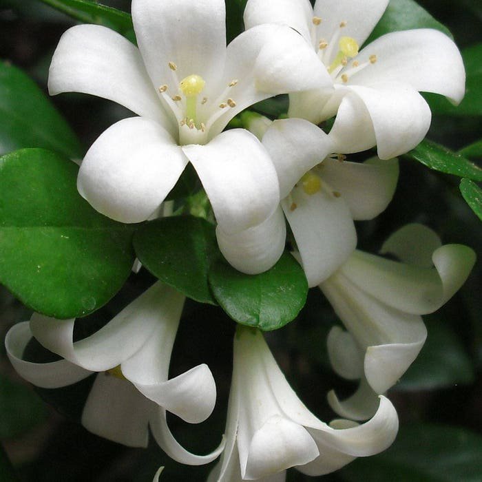 Murraya Paniculata Mock Orange Jasmine Satinwood 10 Seeds