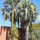 Brahea Armata Blue Hesper & Mexican-Blue Fan Palm Gray Goddess 5 Seeds