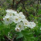 Crataegus Songorica Hawthorn 20 Seeds