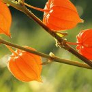 Withania Somnifera Ashwagandha Indian Ginseng Winter Cherry 100 Seeds