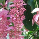 Medinilla Magnifica Showy Philippine Orchid 10 Seeds