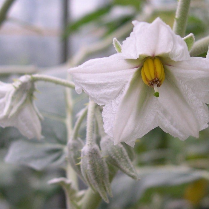Solanum Marginatum Purple African & White Margined Nightshade 50 Seeds