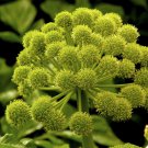 Angelica Archangelica Holy Ghost Norwegian & Garden-Angelica 100 Seeds